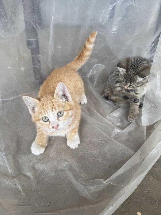 Отдам двух котят в хорошие руки