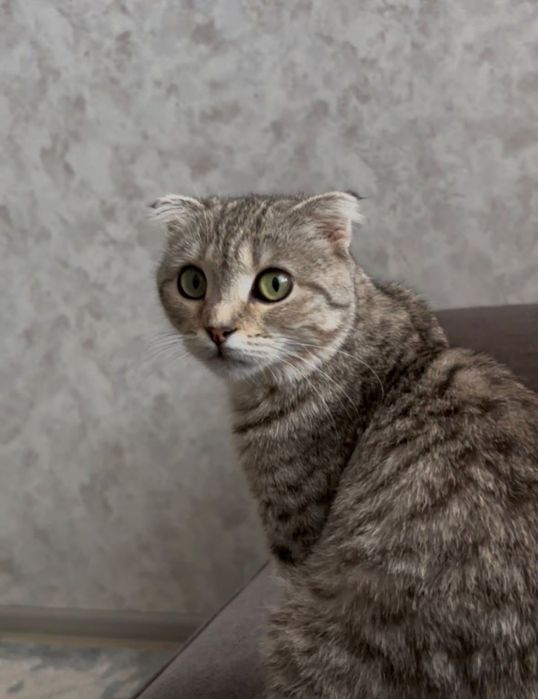 Шотландтық мысық
