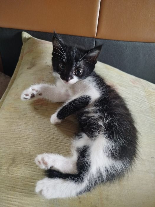 Котята мышеловы 1,5 месяца