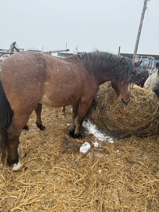 Айгыр 8 лет, крупный