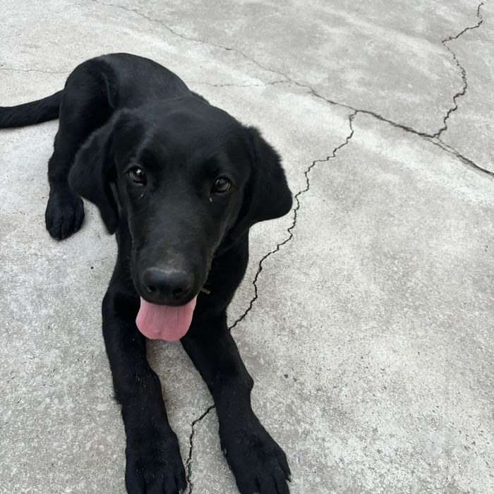 Продается Лабрадор, здоровый привитый