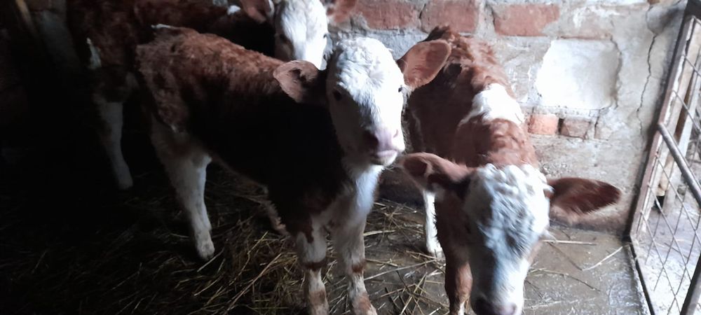 Vând vitei balțați!