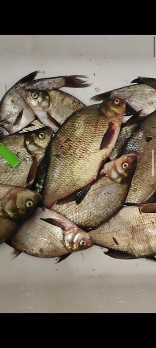 Продам Леща и крупного подлещика