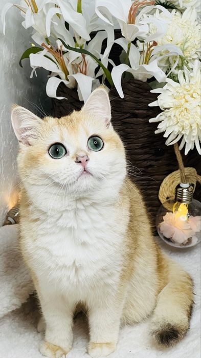 Беременная девочка золотая шиншилла NY11