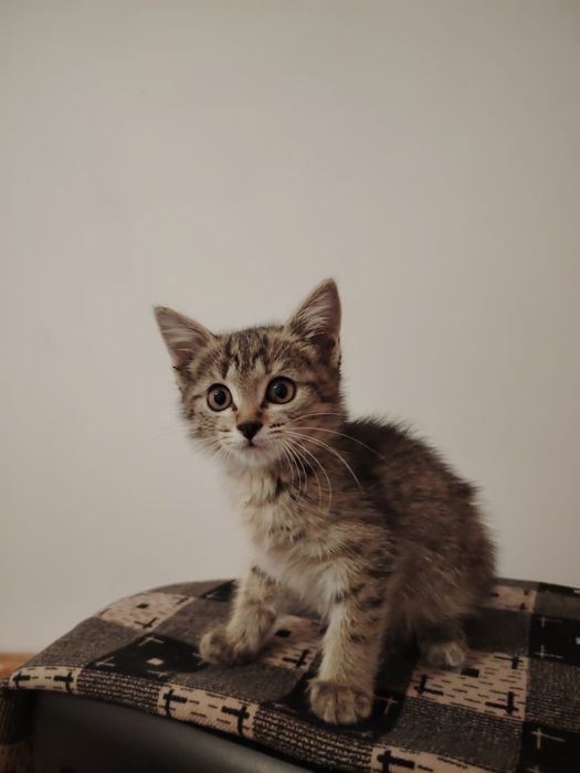 игривые котята в хорошие руки