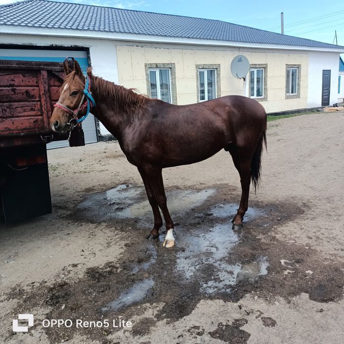 Таза қанды Айғыр