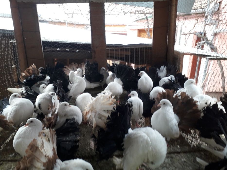 Vand porumbei voltati