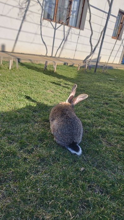 Iepure Uriaș German