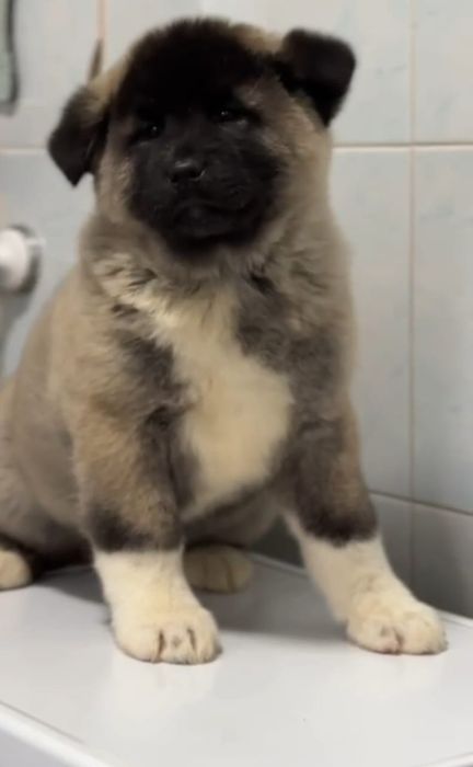 Срочно Щенки американской акиты