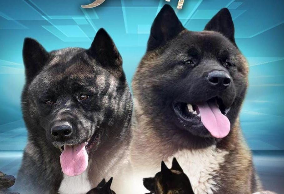 Шикарные щенки Американская Акита