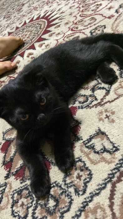 Uyda keksa turmush ortoqlar ortasidagi jinsiy aloqa