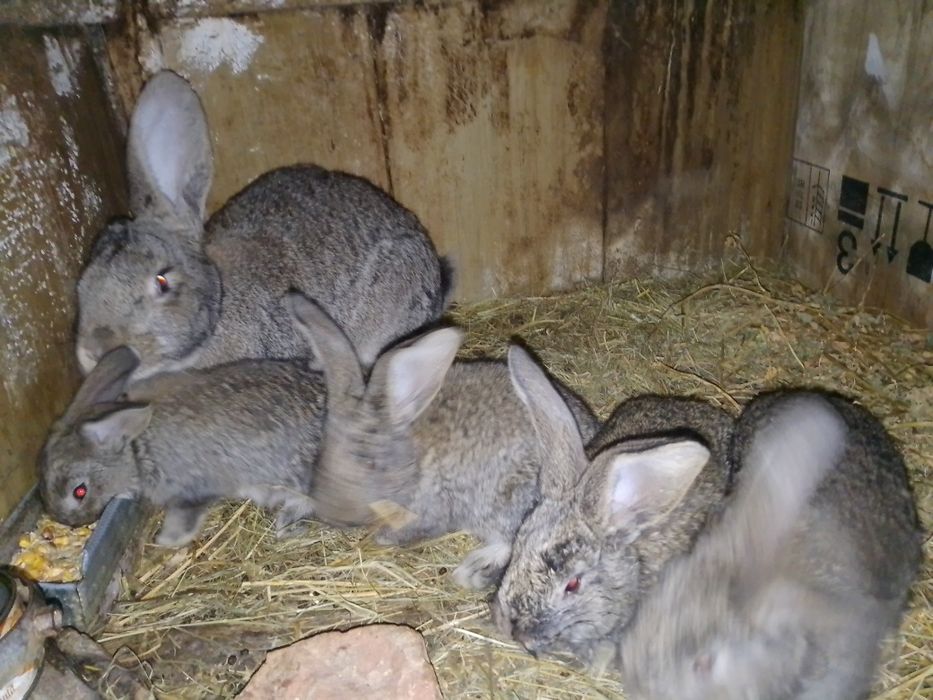 Iepuri uriaș german