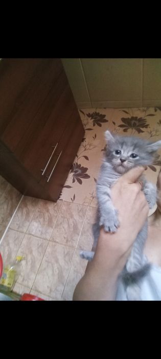 Шотланские 1, месяцев.