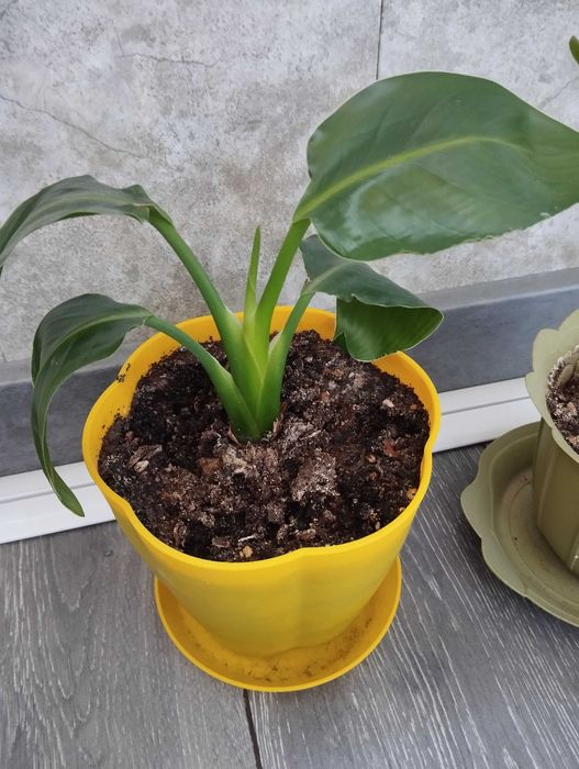 Ананас,стрелиция,хамедорея