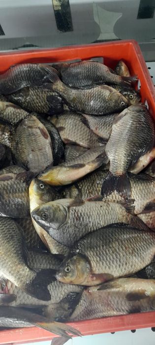 Карась живой и мороженный