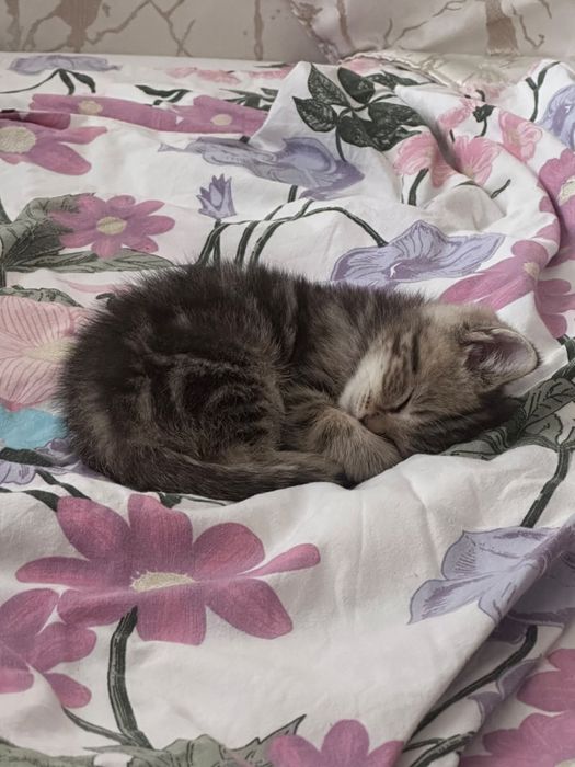 Продам шотландского котенка