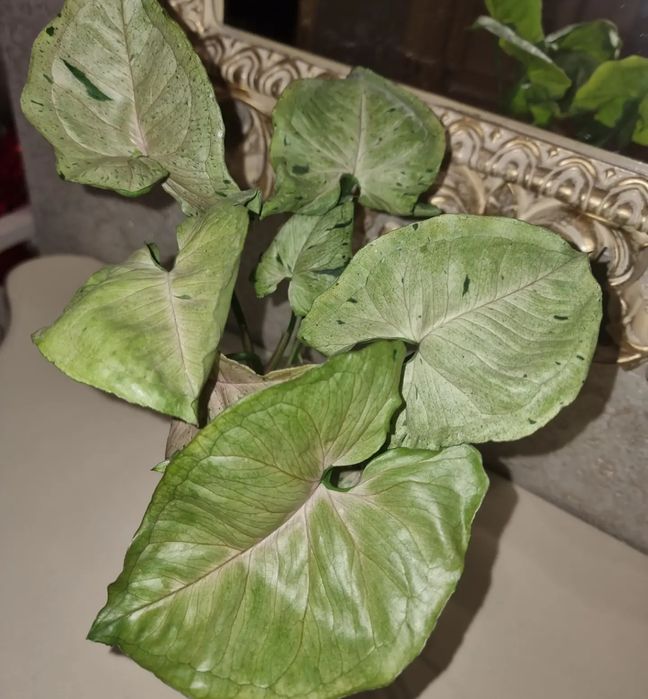 Комнатные цветы Сингониум Серый призрак