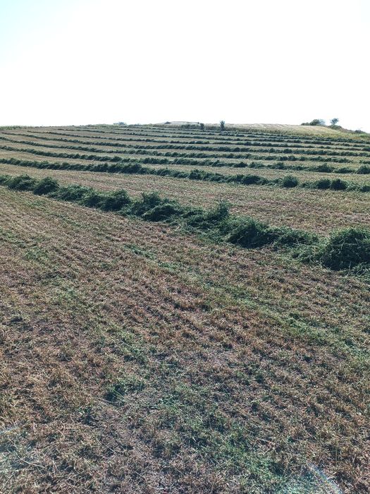 Baloti lucerna coasa 3