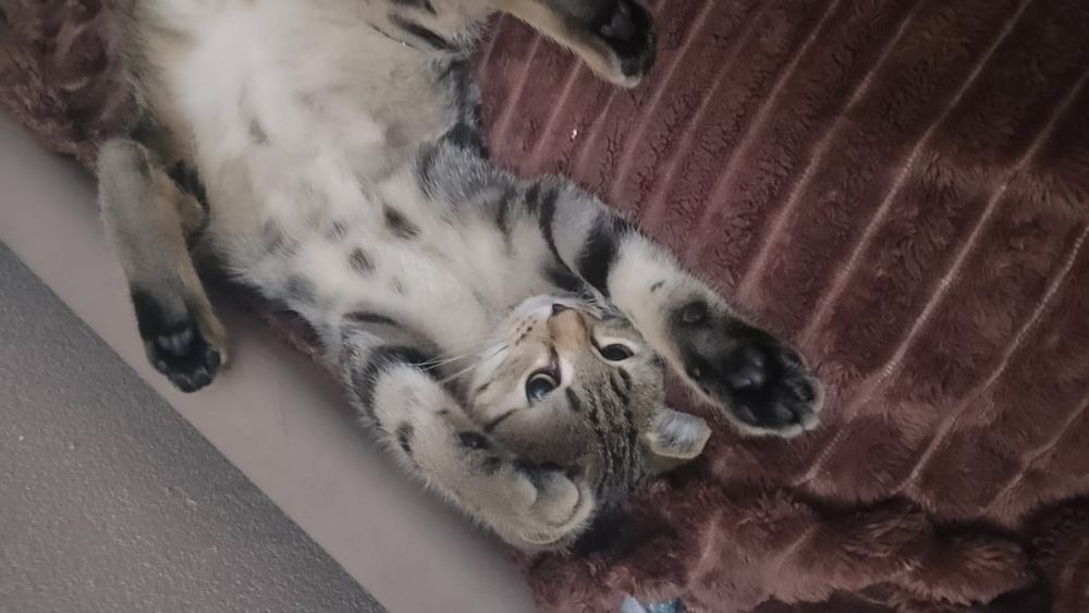 Отдам котенка в хорошие руки.