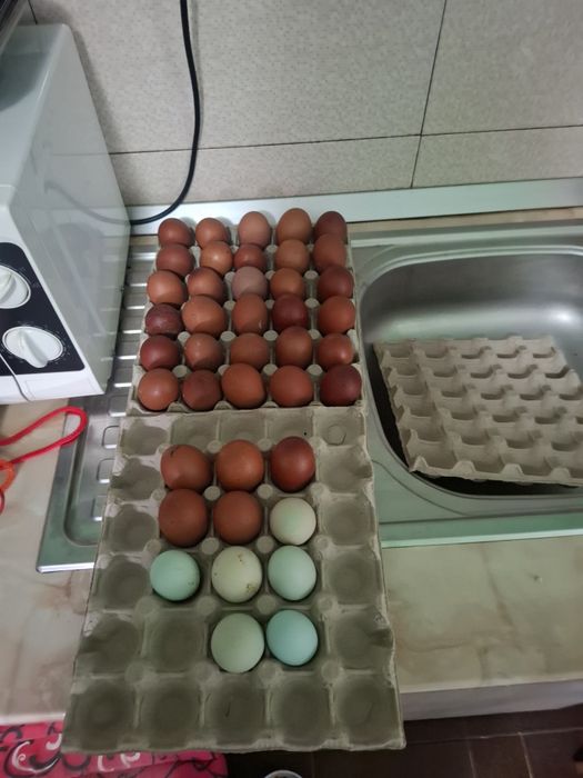 Oua pt incubat de la Gaini rasa Marans negru arămiu, Cochinchina uriaș