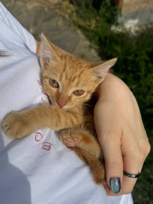 Котята срочно ищут дом