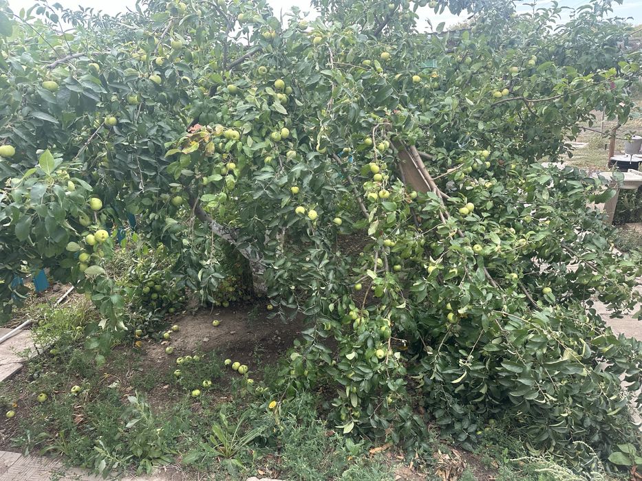 Жері үлкен үй сатылады