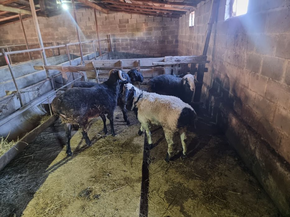 продам баранов 3