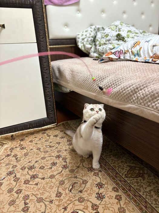 Продаётся котёнок, породы скоттиш-фолд.