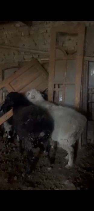 койлар сатылад срочно