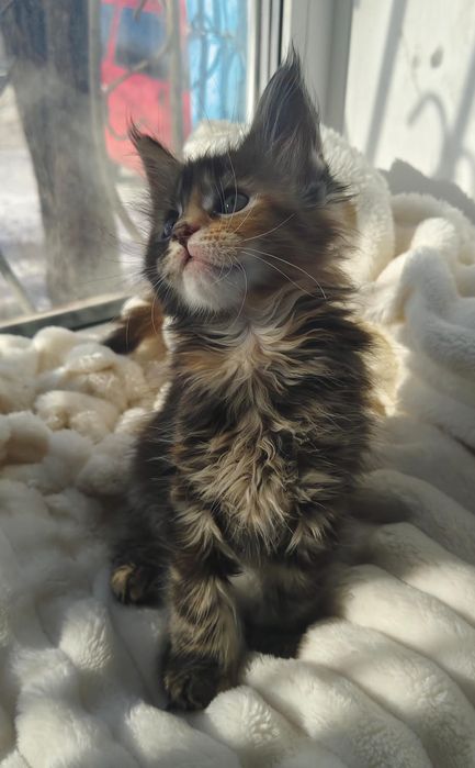 Куномалыши ждут родитей