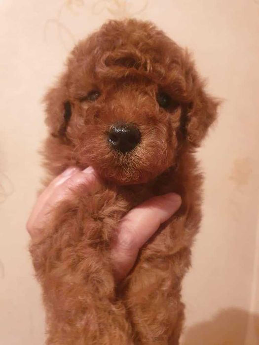 Пудель карликовый