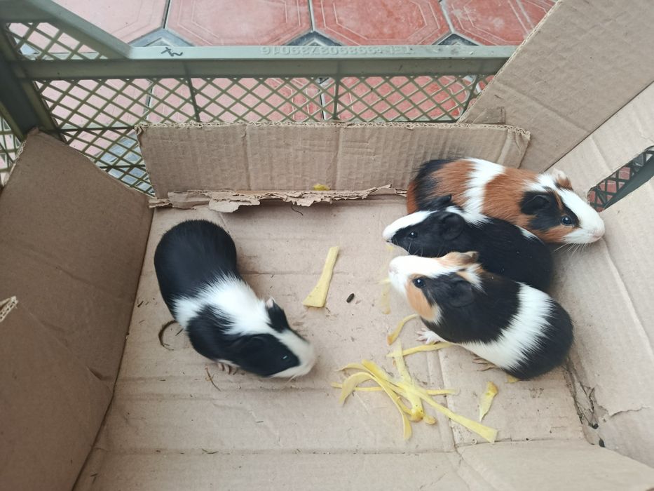 Продаются морские свинки