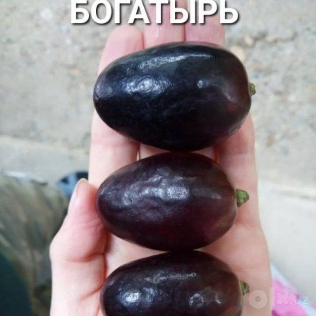Gilos shoftoli Nok Avatar qoroli behi yongʻoq behi oʻrik Anor shpanka
