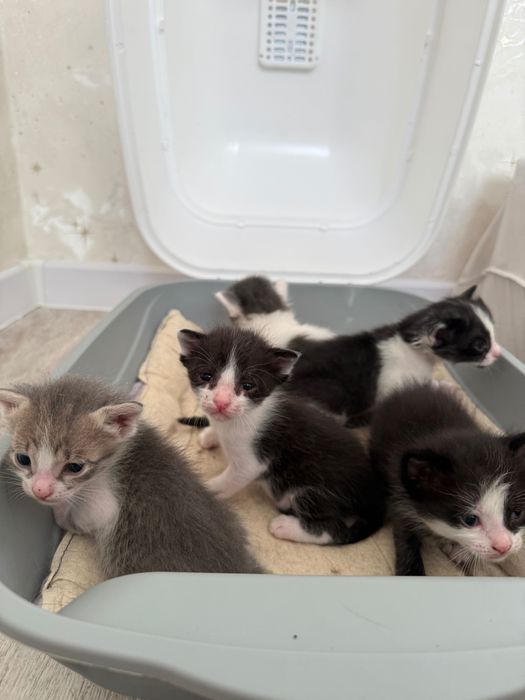 Котята 3 недели в добрые руки