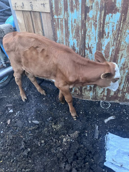 Продам телят,двое пародистые