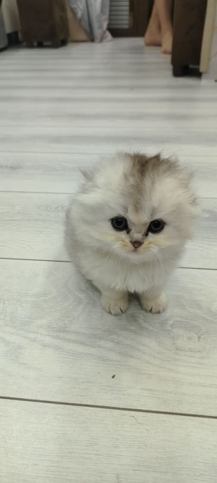 Продаются котята шотландская вислоухая  скоттиш-фолд