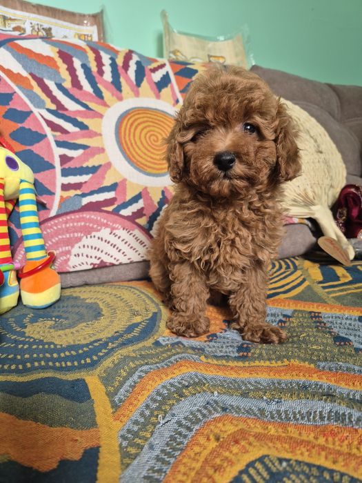 Щенки миниатюрного пуделя