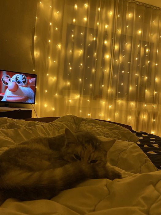 Срочно отдам кошку в добрые руки!!!