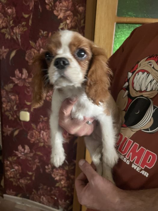 Щенки кавалер кинг чарльз спаниель