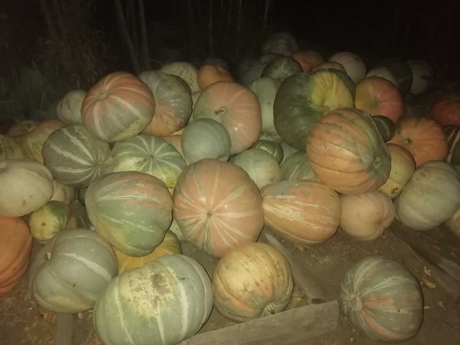 Продам тыкву и кабачки