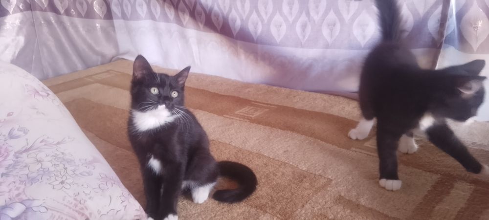 Котята в добрые руки