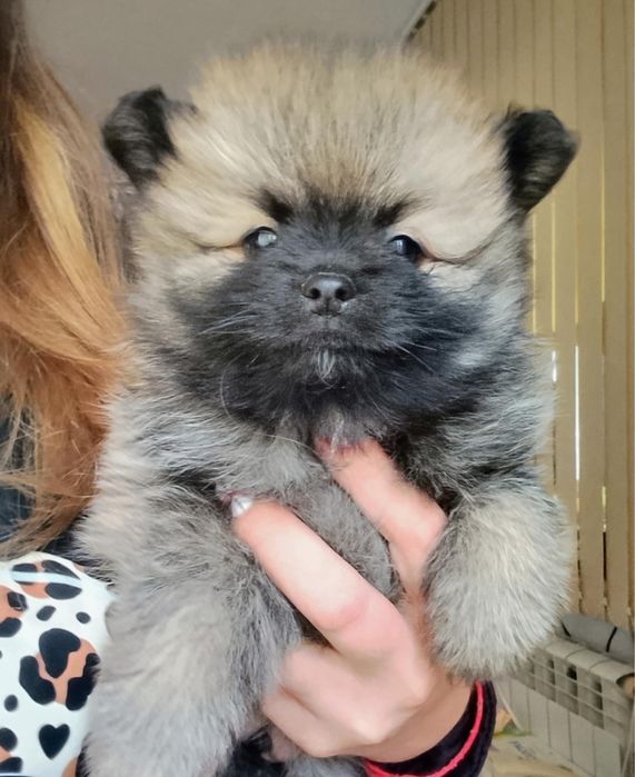 Померан продавам 4 бр 2 мъжки и 2 женски