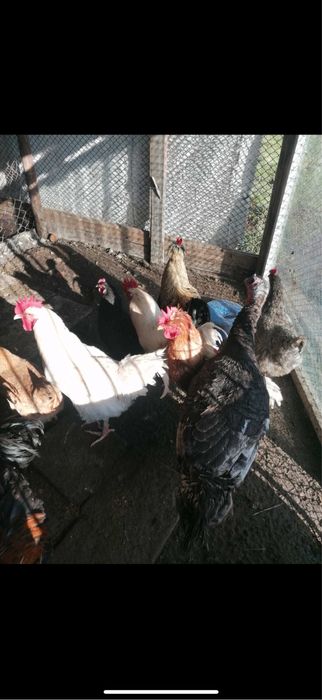 Продавам млади петли