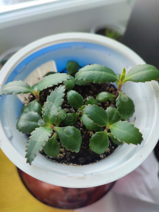 Каланхоэ лечебное.