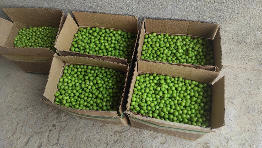 Довча ва куксултон хомиладорла ун