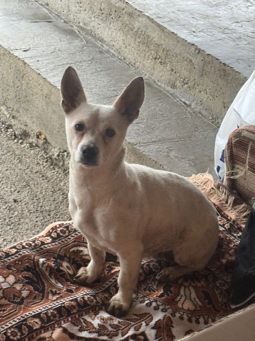 Donez cățelușă talie mică