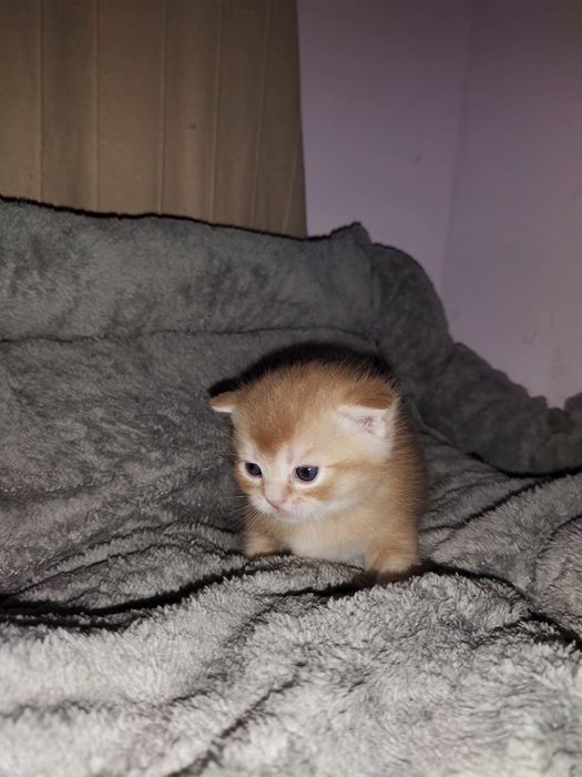 Котята шотландцы!