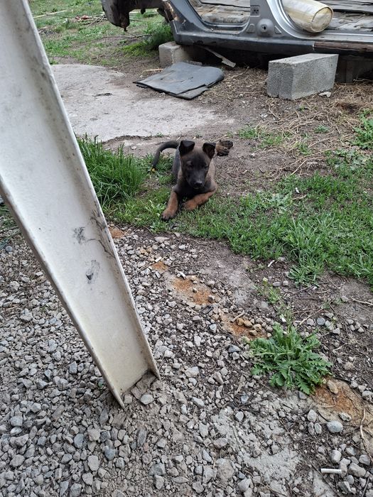 Бельгийски овчарка малинуа