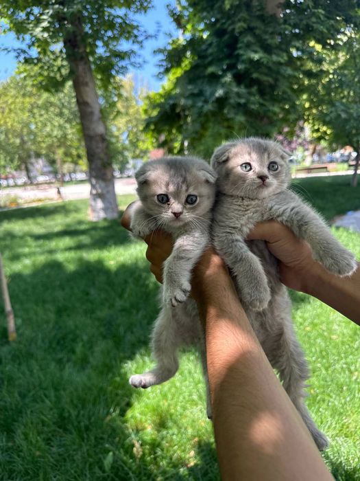 Продаются котята порода золотистая и серебристая шиншила