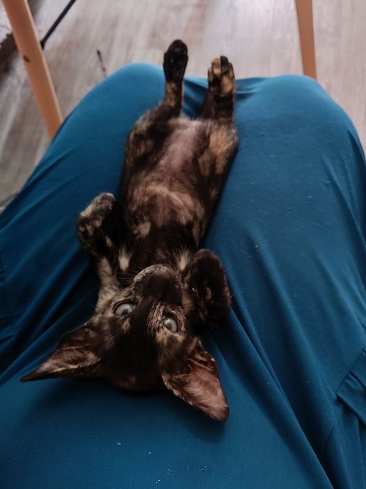 Котята ориентальной породы